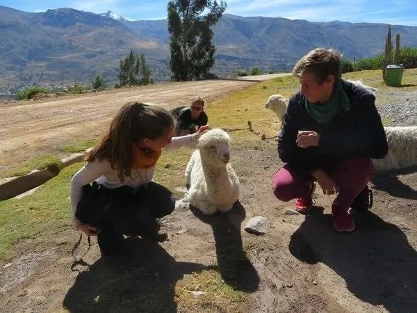 Zwei Studierende und ein Lama in den Bergen Chiles