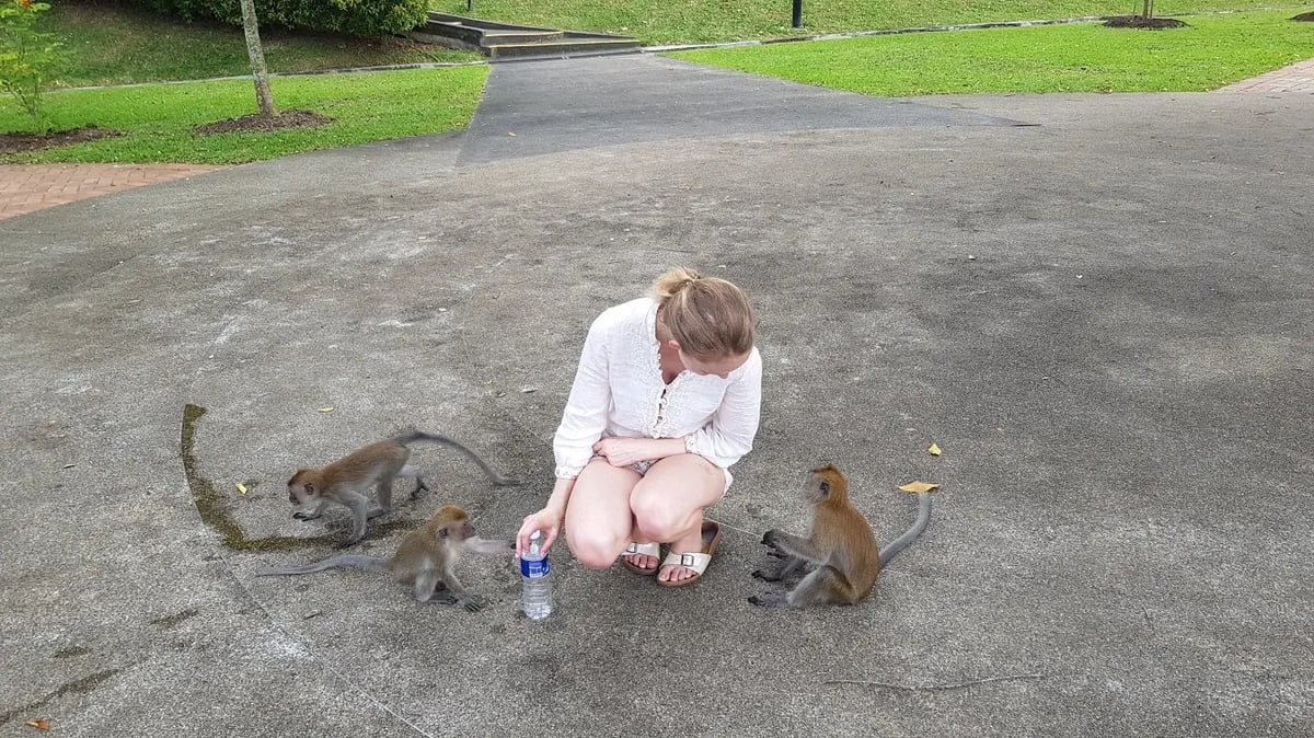 Studentin der James Cook University Singapore spielt mit kleinen Affen