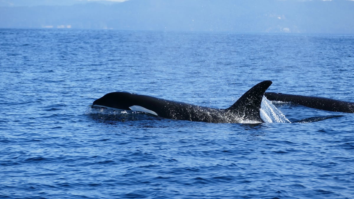 Orcas schwimmen im offenen Meer. 